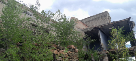 Деревья активно растут