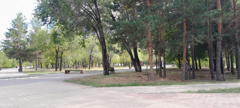 Деревья в парке